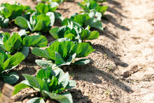 Farm: Lettuces Growing Neatly In Rows