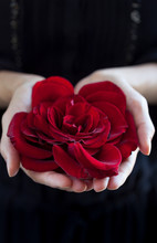 Womans Hands Holding A Red Rose