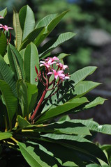 Wall Mural - Oleander plant