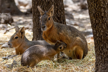 patagonian mara in aitana safari park in alicante, comunidad valenciana, spain.