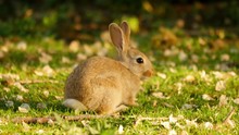 A Rabbit Is Grazing In The Morning Sun In A Park Of Amsterdam, Holland.
