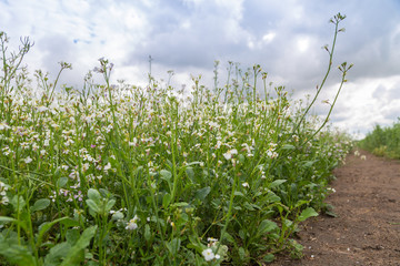 Wall Mural - cover crops oil radish (Raphanus seradella the var. plants) in white on a field