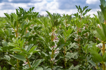 Broad Bean flowers and plant in the garden