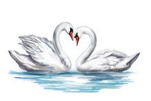 Two White Swan Birds On A Pond Together, Symbol Of Love, Valentine's Day Card, Wedding, Art Illustration Painted With Watercolors Isolated On White Background