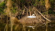 White Swan Rests In The Nest On The Pond, Sunny Day.