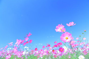 pink, landscape, steppe