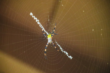 zigzag spider and it's web