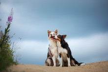 Two Dogs Hugging Together For A Walk. Pets In Nature. Cute Border Collie In The Field Against The Sky