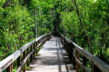 Wall Mural - Wooden bridge in the middle of the Everglades national park, in Miami, Florida