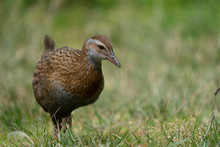 Close Up Of A Weka Bird In New Zealand