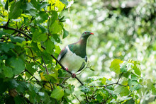 A New Zealand Wood Pigeon Bird Also Known As A Kereru Perched In A Tree