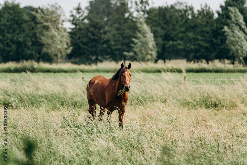 Portrait of a horse in the field in the long grass. Horse grazing in the long grass.