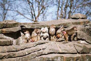 Wall Mural - Hamadryads Baboons sit in the mountains.