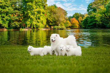 Canvas Print - Samoyed  dog with puppies. Portrait of beautiful  dogs on beautiful landscape.