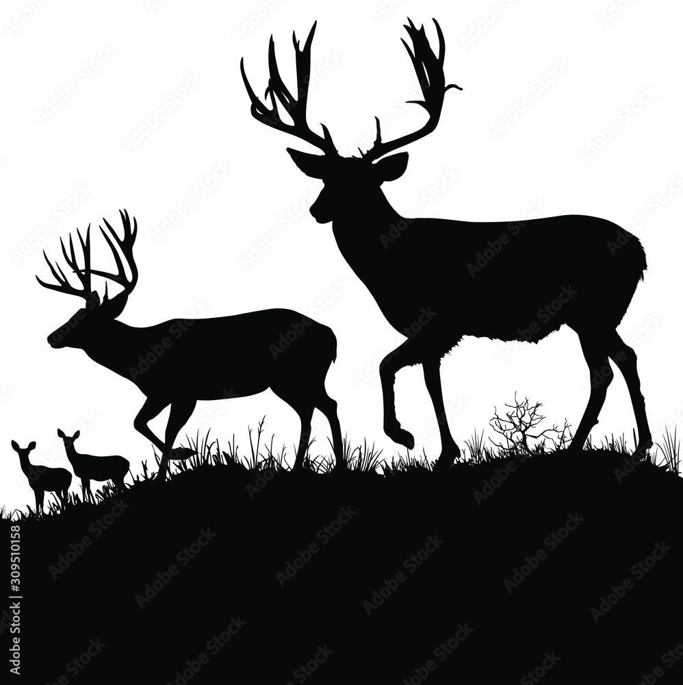 Vector silhouettes of two large male mule deer bucks and two female doe deer  in the background. Stock Vector | Adobe Stock, image size:998x1000