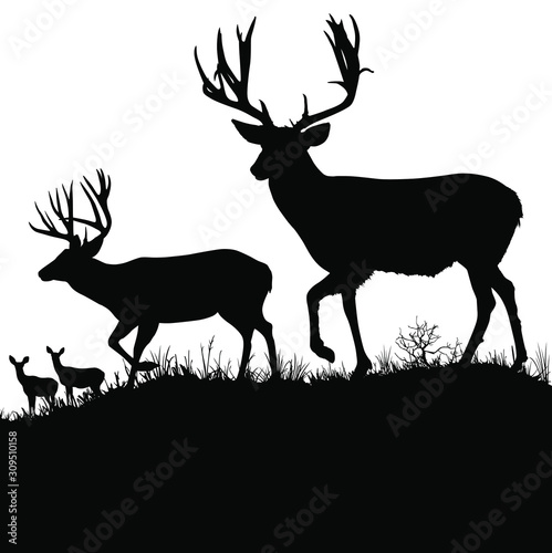 Vector silhouettes of two large mule deer bucks. Stock Vector | Adobe Stock