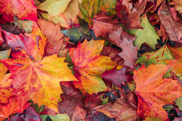 colorful autumn leaves background