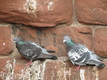 Two Pigeons On Brick Wall