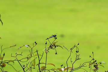 Wall Mural - dragonfly on a branch