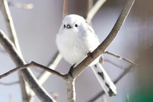 北海道に生息の可愛い野鳥
