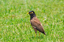 Common Myna,  Indian Myna Or Mynah (Acridotheres Tristis) Standing On Grassy Lawn