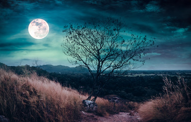 Wall Mural - beautiful bright full moon above wilderness area in forest. serenity nature background.