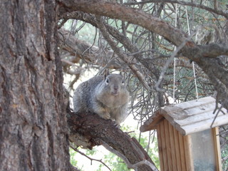 Gray Squirrel in tree