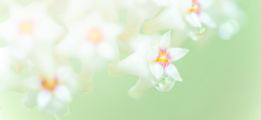 Wall Mural - Blooming Hoya flower with nectar.