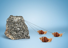 Teamwork Concept, Group Of Snails Pulling Big Rock