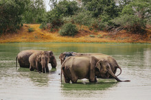 A Herd Of Elephants Swimming In The River And Lake. Adults And Little Elephants Take A Bath And Enjoy Life. 