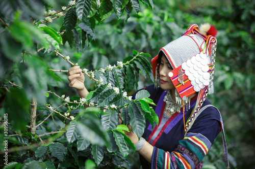 Plakat Beautiful women asian lady Akha tribe,Women wearing traditional tribes With coffee flowers on the coffee tree,Thailand, Laos, Vietnam