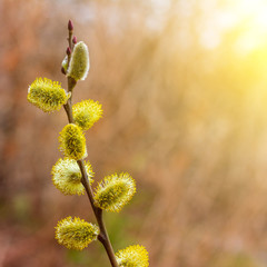 Wall Mural - spring Easter background with blooming yellow willow twig on natural background with sunlight from copy space