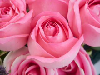 Sticker - Close-up of beautiful pink roses.