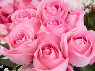 Sticker - Close-up of beautiful pink roses.