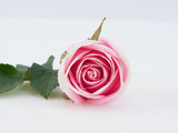 Fototapeta  - Single pink rose on white background.