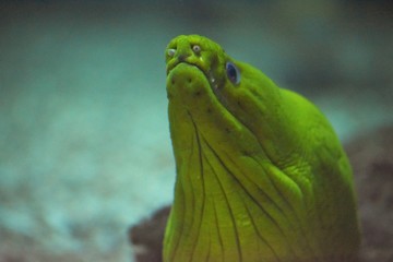 Green moray portrait