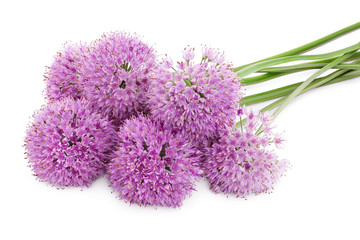 the flower of wild garlic isolated on white background.