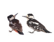  two Great Spotted Woodpecker (Dendrocopos major) isolated on a white background in studio shot