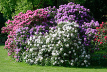 Rhododendrons De Trois Couleurs