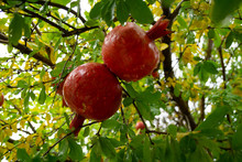 Two Ripe Pomegranates On A Tree