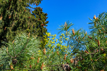 Canvas Print - Pine piney flowering branches on blue sky background, copy space, text place. Green forest in early spring, sunny day frame