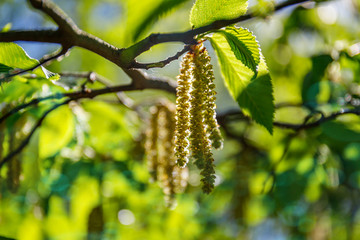 Aufkleber - Ostrya carpinifolia ( European hop hornbeam ) Natural twig with green leaves and Spring catkins,  close up. Spring nature sunny background with bokeh light. Flowering Hop Hornbeam tree, close up