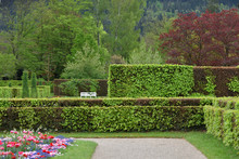 Trimmed Hedge Shrub In A European Public Park In Baden Baden, Spring Time