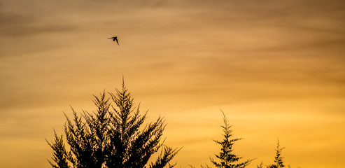 Bird flying in a golden sunset over a rural landscape and countryside with trees silhouetted