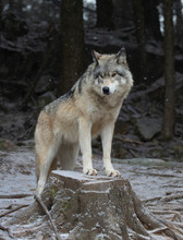 A Lone Timber Wolf Or Grey Wolf Canis Lupus Portrait In The Winter Snow In Canada