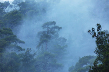 Wall Mural - Fog in the forest