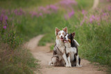 two dogs hugging together for a walk. Pets in nature. Cute border collie in a field in colors. St. Valentine's Day.