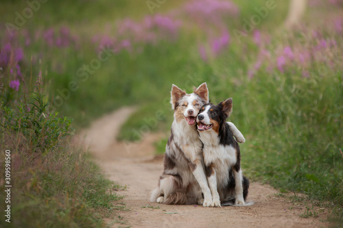 two dogs hugging together for a walk. Pets in nature. Cute border collie in a field in colors. St. Valentine's Day. © annaav