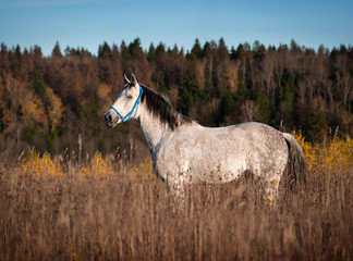 Wall Mural - Grey horse poses in autumn sunset meadow