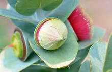 Large Red Blossom, Bud, Fruit And Blue Green Foliage Of The Australian Native Mottlecah, Eucalyptus Macrocarpa, Family Myrtaceae. Endemic To Western Australia. Flowers Are The Largest For The Genus.